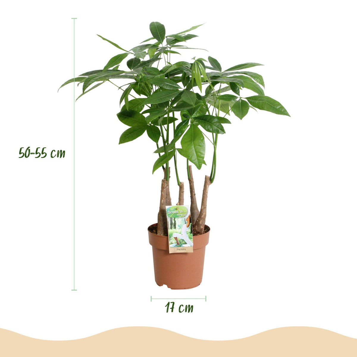 Pachira aquatica multi stam (geldboom) – Ø17 cm, 50–55 cm hoog