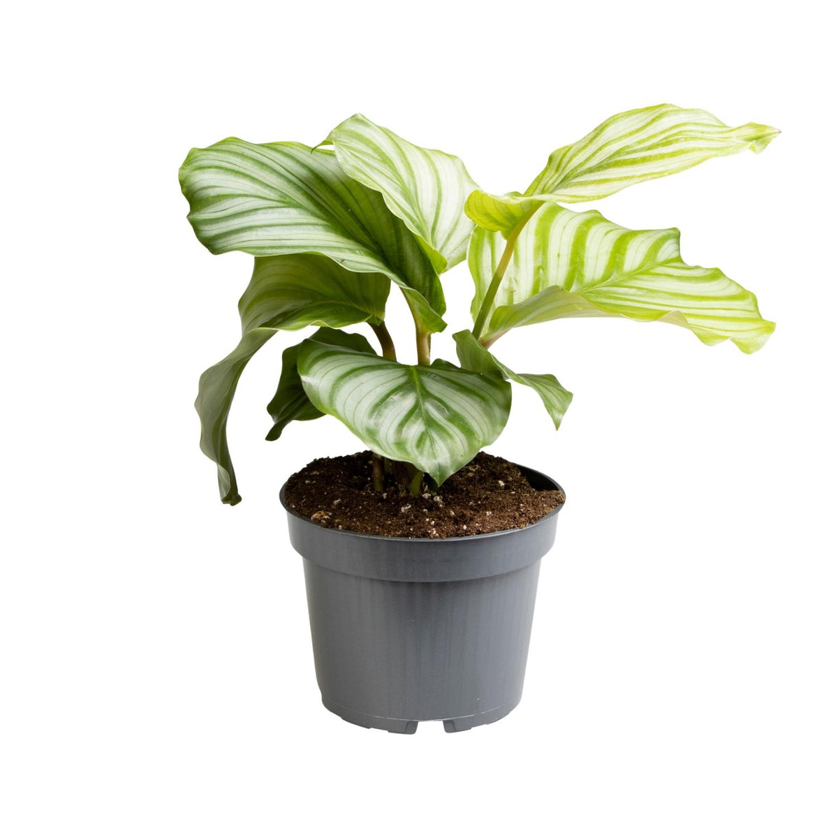 Calathea orbifolia – Ø12 cm, 25 cm høj