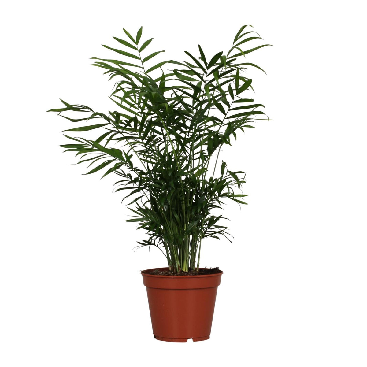 Chamaedorea elegans (bergpalm) – Ø17 cm, 55 cm hoog