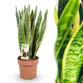 Sansevieria Laurentii (vrouwentong) – Ø21 cm, 70–80 cm hoog