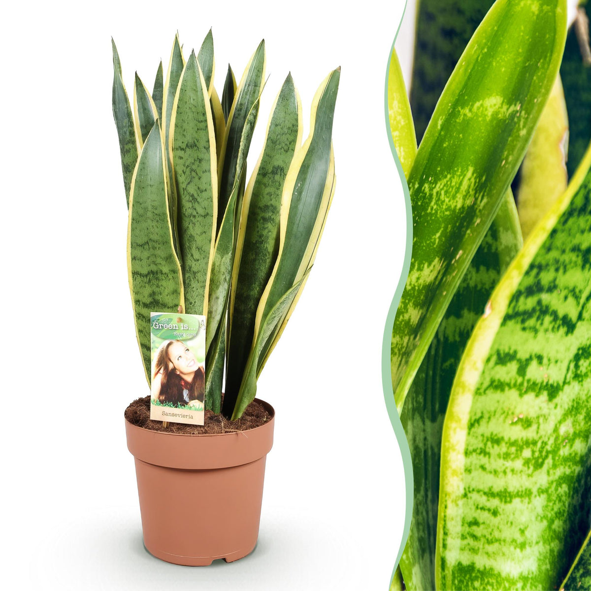 Sansevieria Laurentii (vrouwentong) – Ø21 cm, 70–80 cm hoog