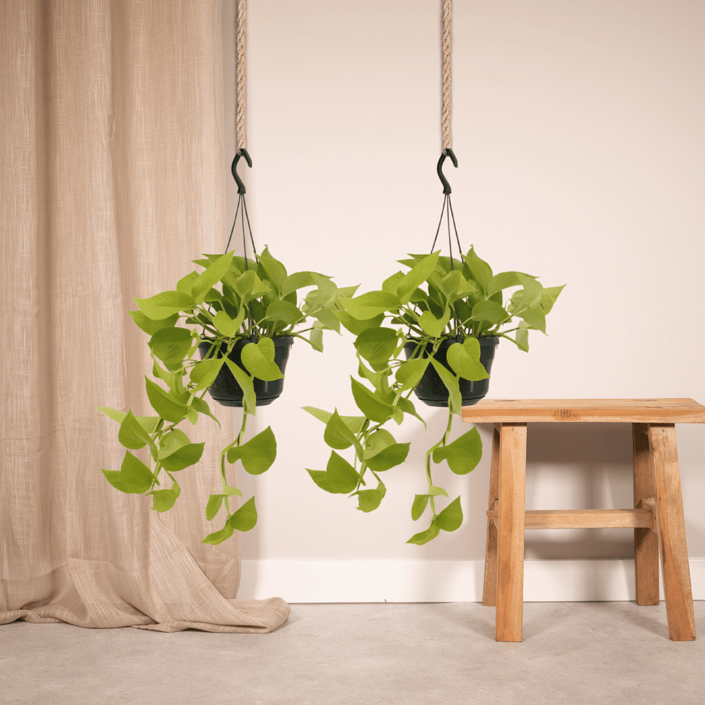 2× Scindapsus (Epipremnum) – Ø15 cm, 25 cm hoog