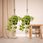 2× Scindapsus (Epipremnum) – Ø15 cm, 25 cm hoog