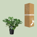 Monstera deliciosa (gatenplant) – Ø21 cm, 65 cm hoog