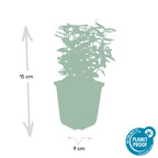 Euonymus fort. 'Emerald N Gold' (burning bush) – 6 plants, Ø9 cm, 10–25 cm high