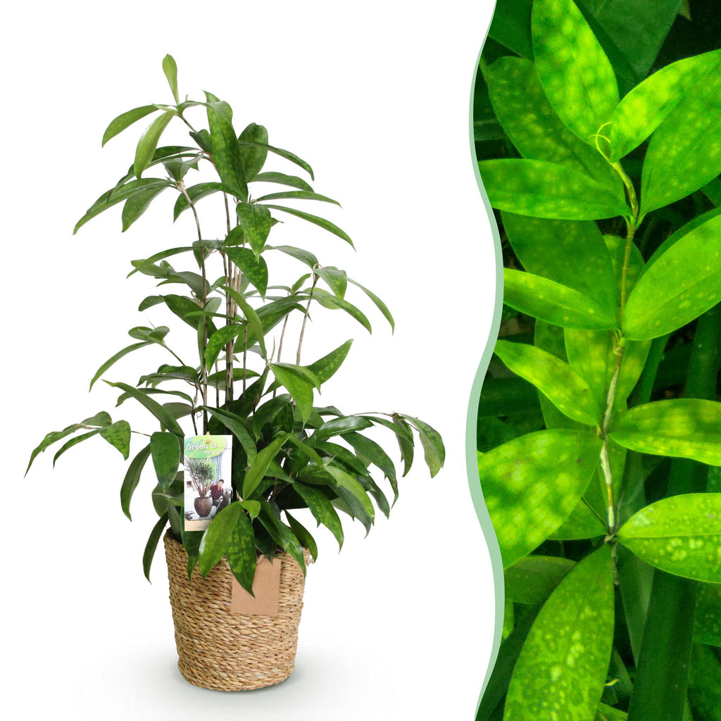 Dracaena surculosa (drakenboom) met mand – Ø17 cm, 60–70 cm hoog