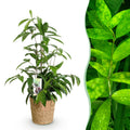 Dracaena surculosa (drakenboom) met mand – Ø17 cm, 60–70 cm hoog