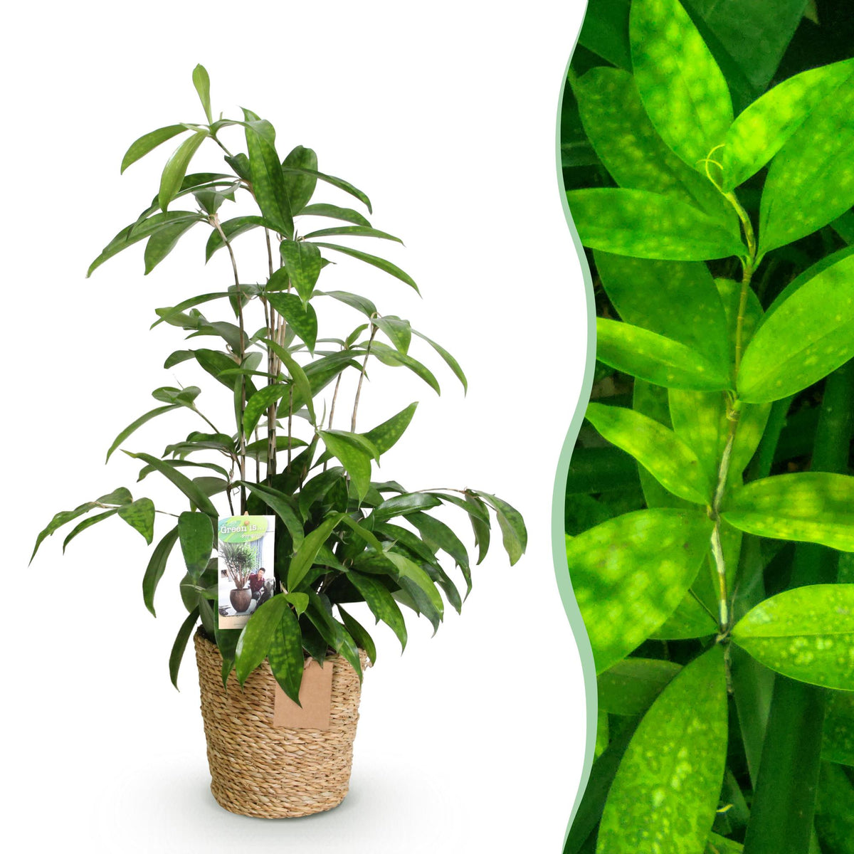Dracaena surculosa (drakenboom) met mand – Ø17 cm, 60–70 cm hoog