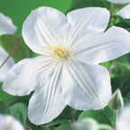 Clematis 'Madame Le Coultre' (Waldrebe) – weiß – 2 Pflanzen, Ø11 cm, 40 cm hoch