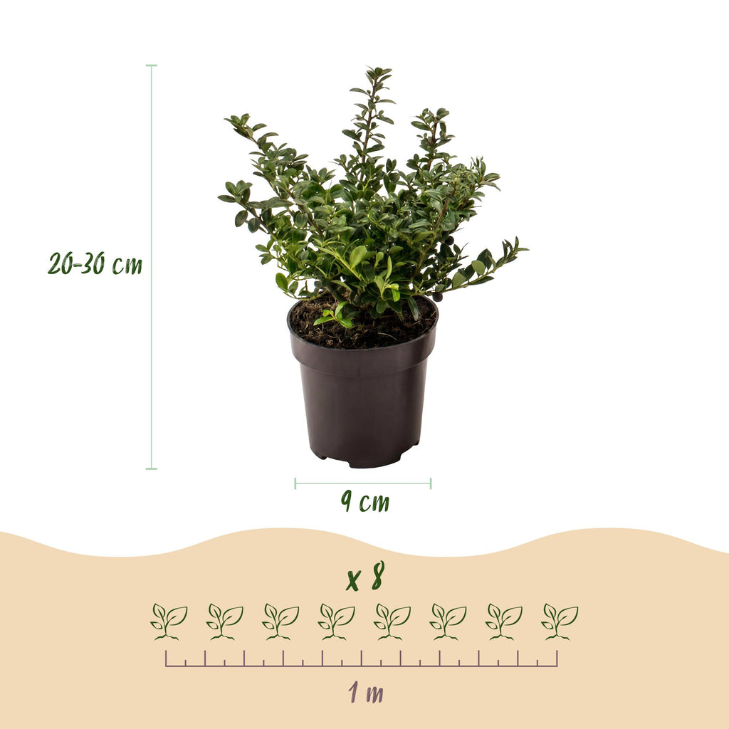 Ilex crenata 'Stokes' (Houx du Japon) – 16 plantes, Ø9 cm, 20–30 cm de haut – photo 4
