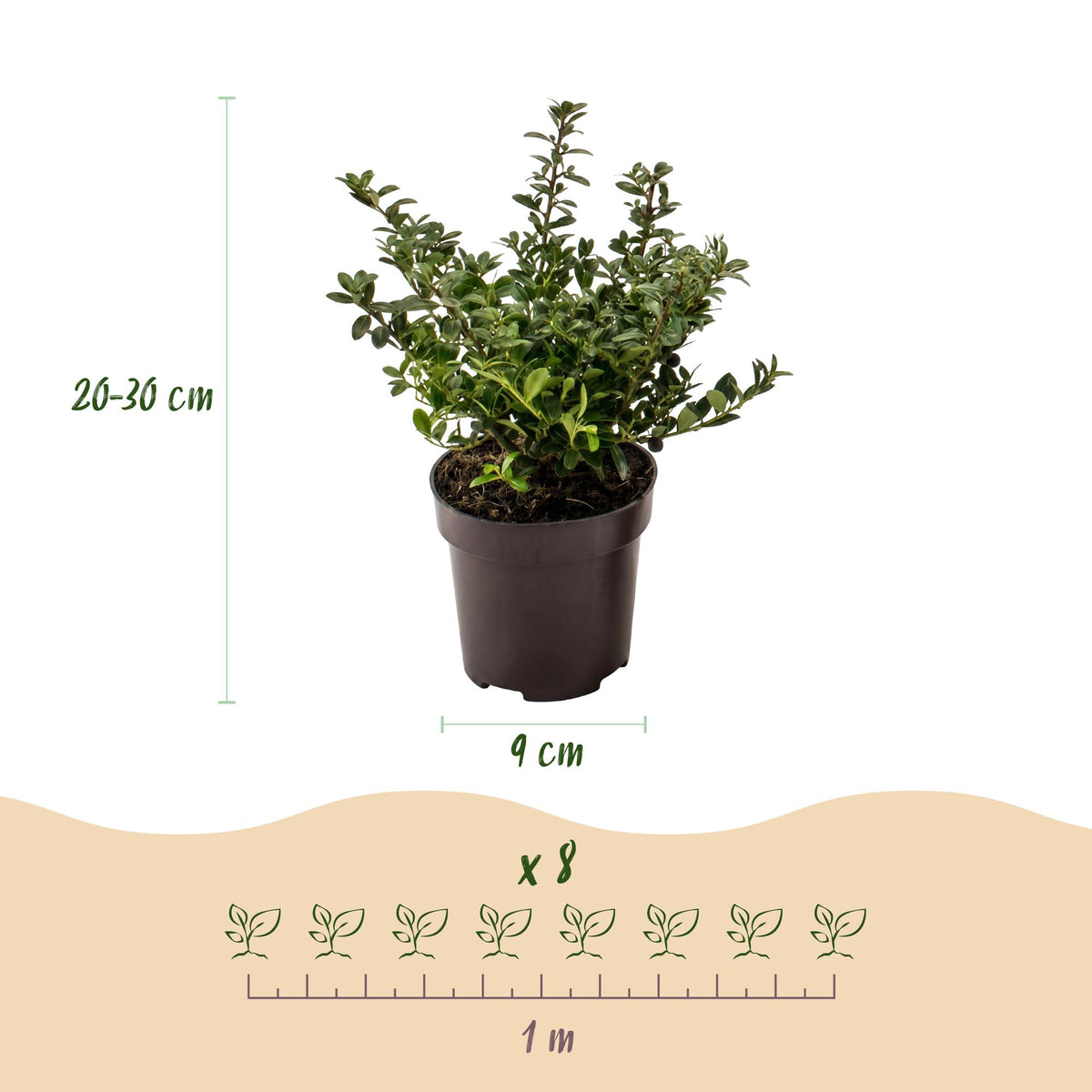 Ilex crenata 'Stokes' (Houx du Japon) – 16 plantes, Ø9 cm, 20–30 cm de haut – photo 4