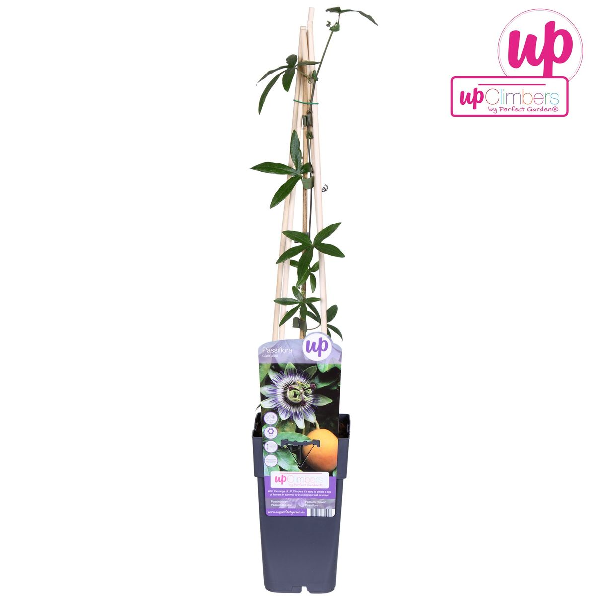 Passiflora 'Caerulea' (passion flower) – Ø15 cm, 65 cm high – photo 8