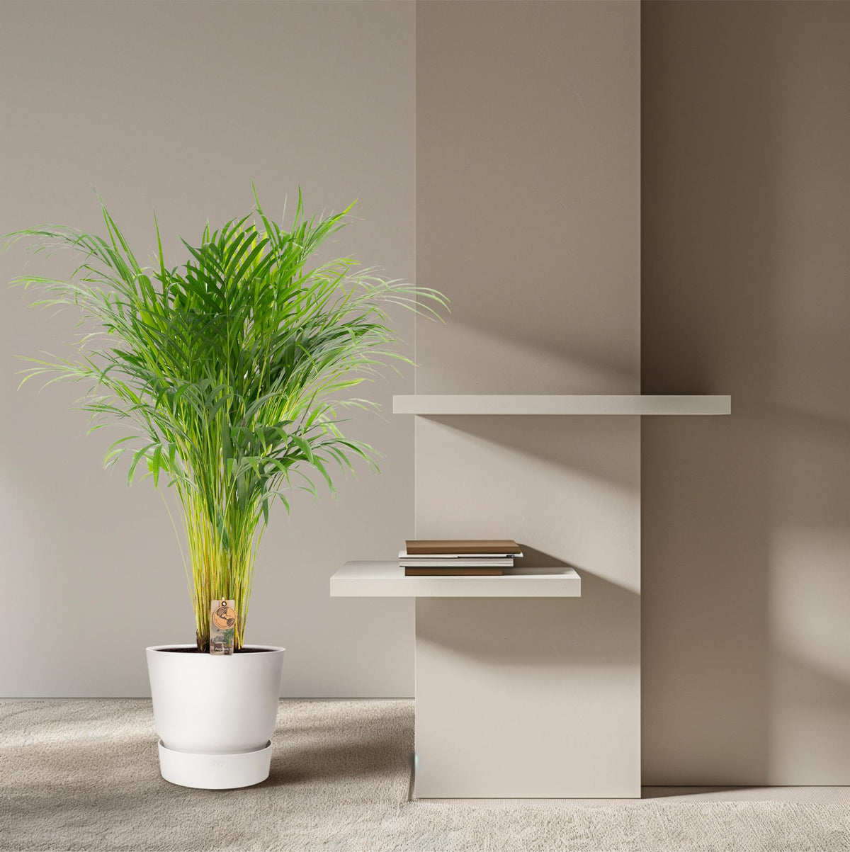 Arekapalmsväxt (Dypsis) – Ø21 cm, 100 cm hög