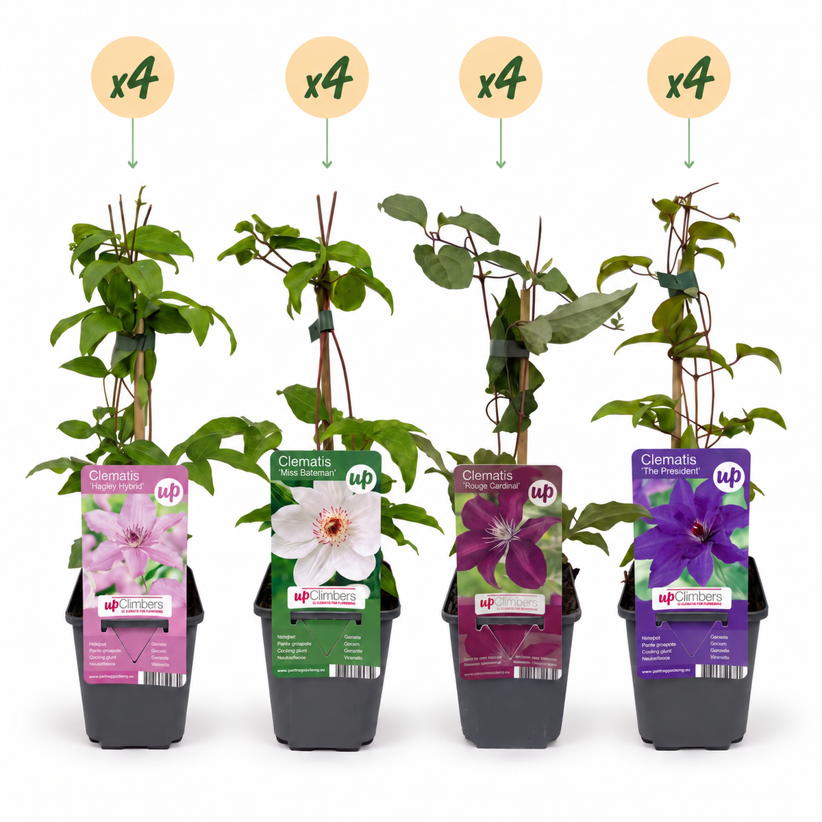 Clematis 'Rainbow' (bosrank) – paars-rood-roze-wit – 16 planten, Ø9 cm, 35 cm hoog