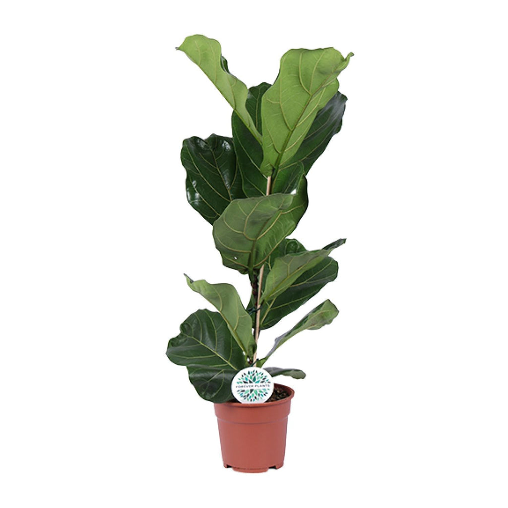 Ficus lyrata (vioolbladplant) – Ø17 cm, 60 cm hoog – art. 15925