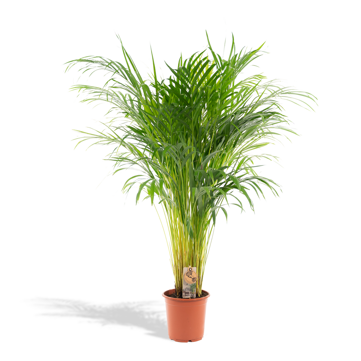 Arekapalme (Dypsis) – Ø 21 cm, 100 cm hoch