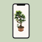 Ficus Ginseng – Ø22 cm, 60 cm høj