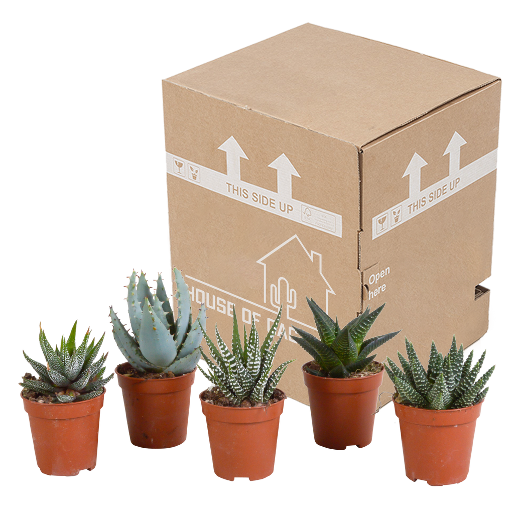 5× Gasteria/Haworthia-mix utan kruka – Ø6 cm, 13 cm hög – bild 3