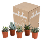 5× Gasteria/Haworthia-mix utan kruka – Ø6 cm, 13 cm hög