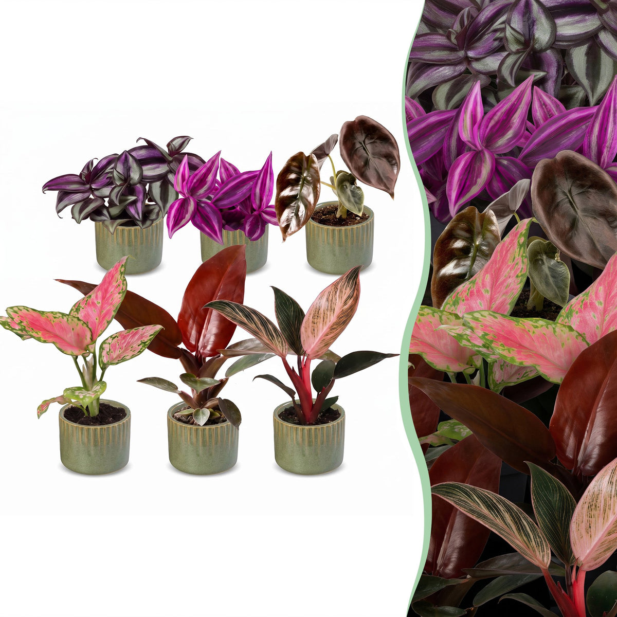 6× Babyplantjes Paradise Mix incl. Linnea Olive – Ø6 cm, 10–15 cm hoog