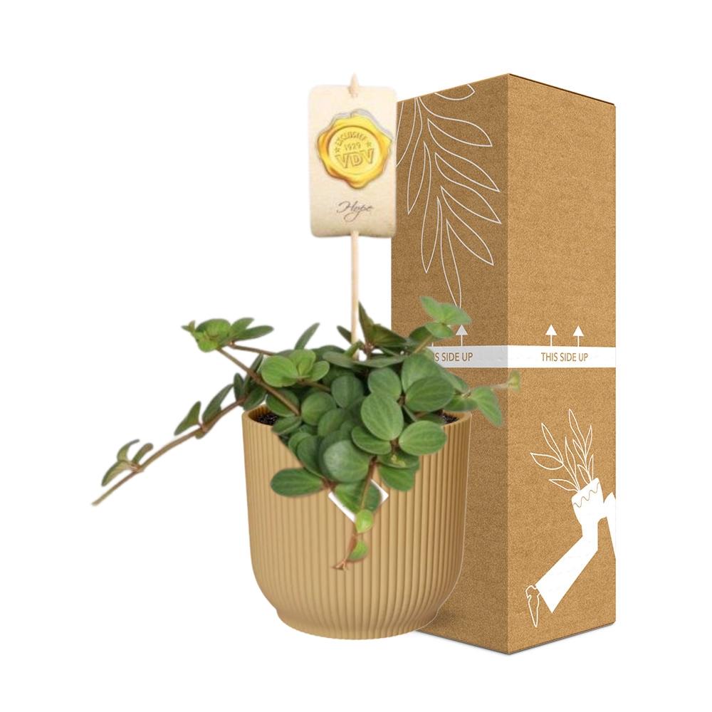 Peperomia ‘Hope’ i ELHO Vibes Fold 14 cm gul – 15 cm høj