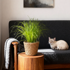 2× Cyperus alternifolius Zumula (sivgræs) med kurv – Ø12 cm, 20 cm høj