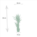Dracaena ↨70 cm (arbre au dragon) – Ø17 cm