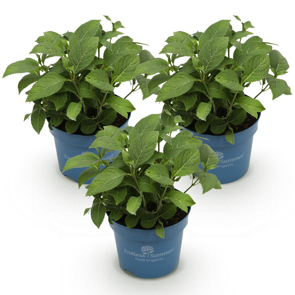 Hydrangea 'Endless Summer Blue' (pink) – blue-pink-white – 3 plants, Ø14 cm, 20–25 cm high – photo 2
