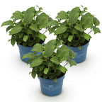 Hydrangea 'Endless Summer Blue' (pink) – blue-pink-white – 3 plants, Ø14 cm, 20–25 cm high