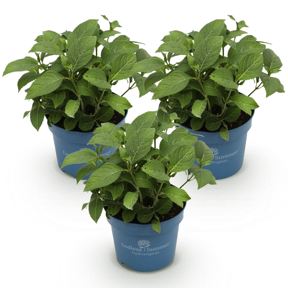 Hydrangea 'Endless Summer Blue' (pink) – blauw-roze-wit – 3 planten, Ø14 cm, 20–25 cm hoog