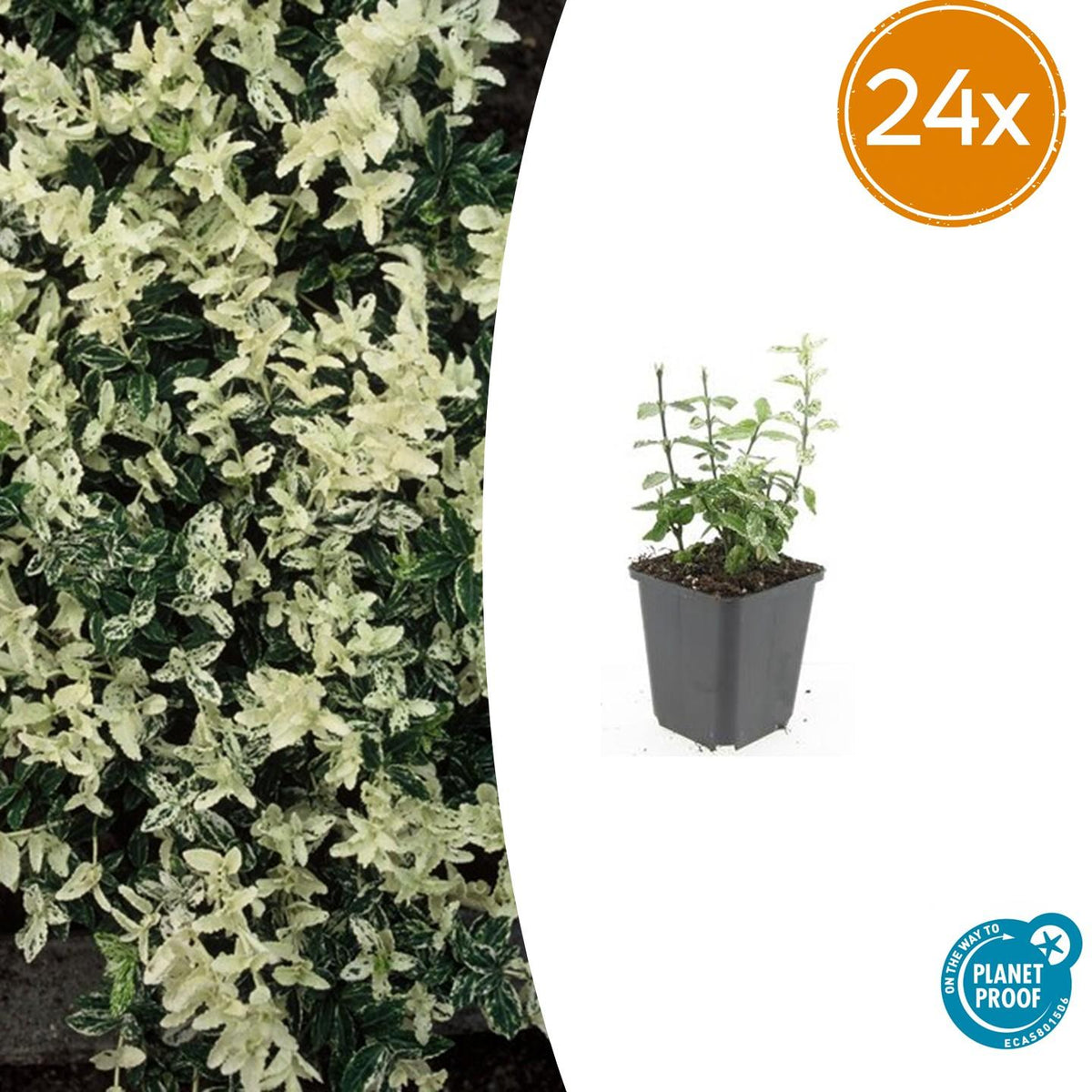 Euonymus fort. 'Harlequin' (burning bush) – 24 plants, Ø9 cm, 10–25 cm high – photo 2