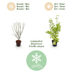 Acer palmatum 'Summergold' (Japanischer Ahorn) – gelb – Ø26 cm, 90 cm hoch