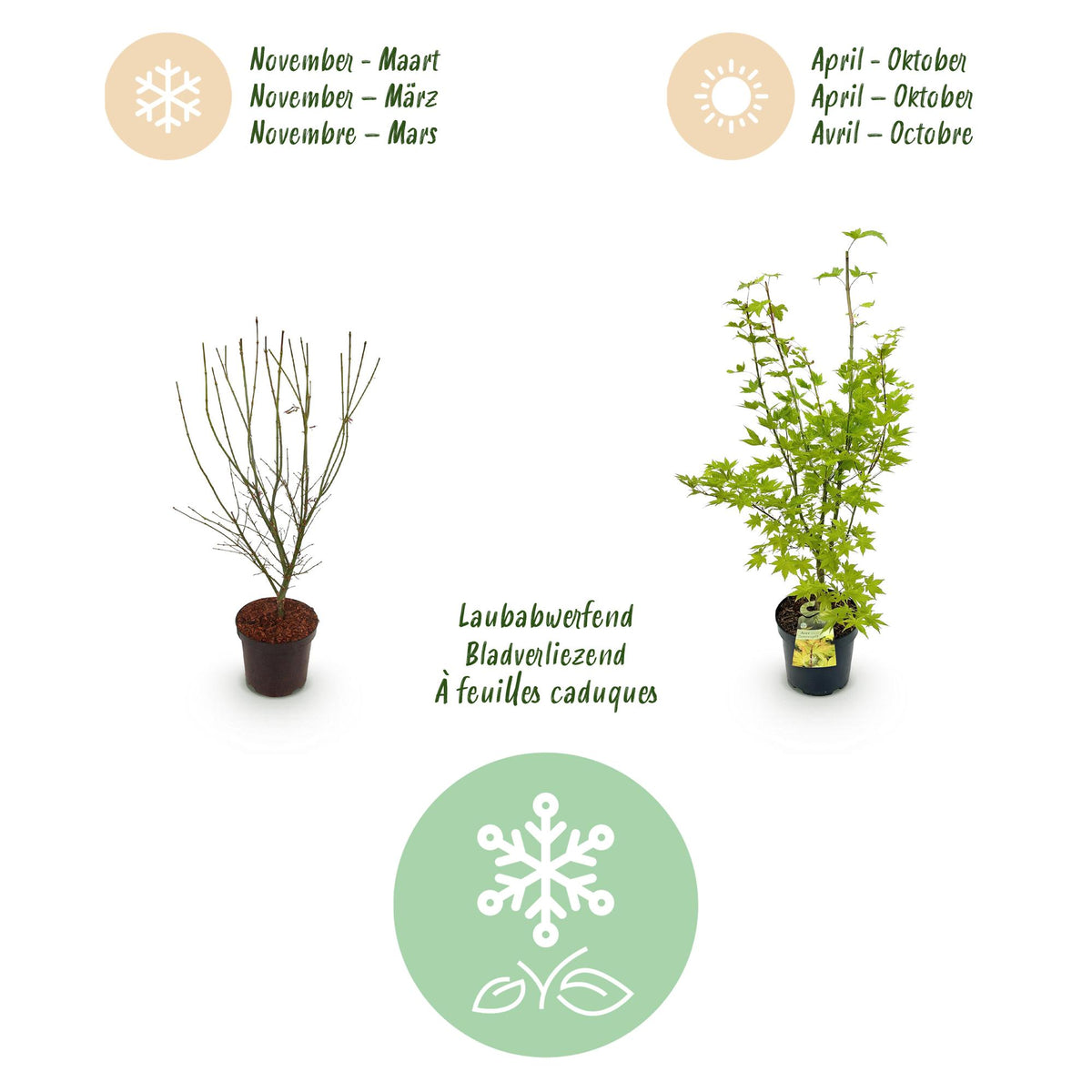 Acer palmatum 'Summergold' (Japanischer Ahorn) – gelb – Ø26 cm, 90 cm hoch – Bild 4