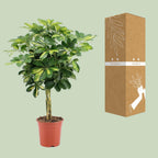 Schefflera arboricola Gold Capella (vingersboom) – Ø19 cm, 75 cm hoog