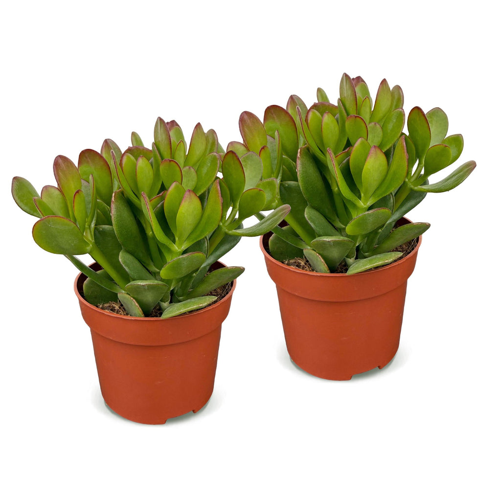2× Crassula ovata (Jade-Pflanze) – Ø 12 cm, 16 cm hoch