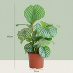 Calathea orbifolia – Ø21 cm, 60–70 cm høj