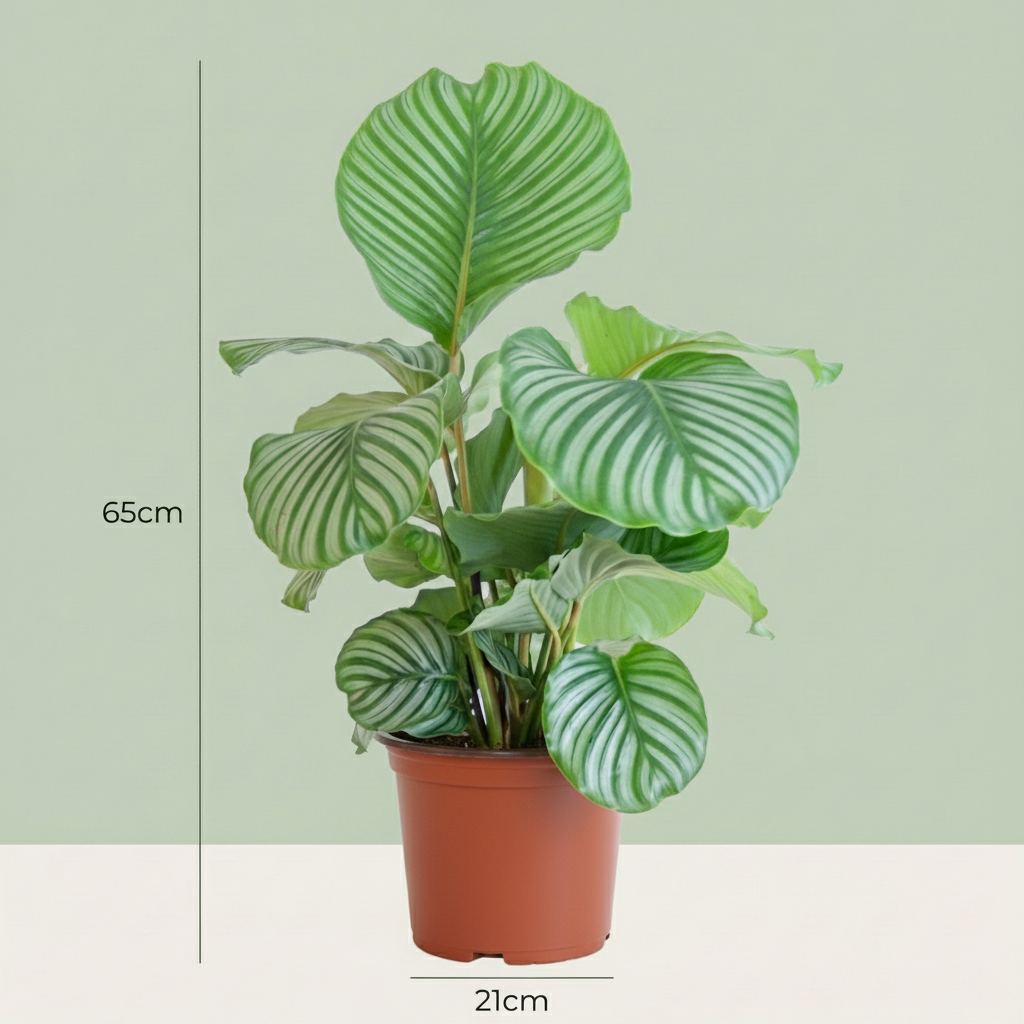 Calathea orbifolia – Ø21 cm, 60–70 cm høj