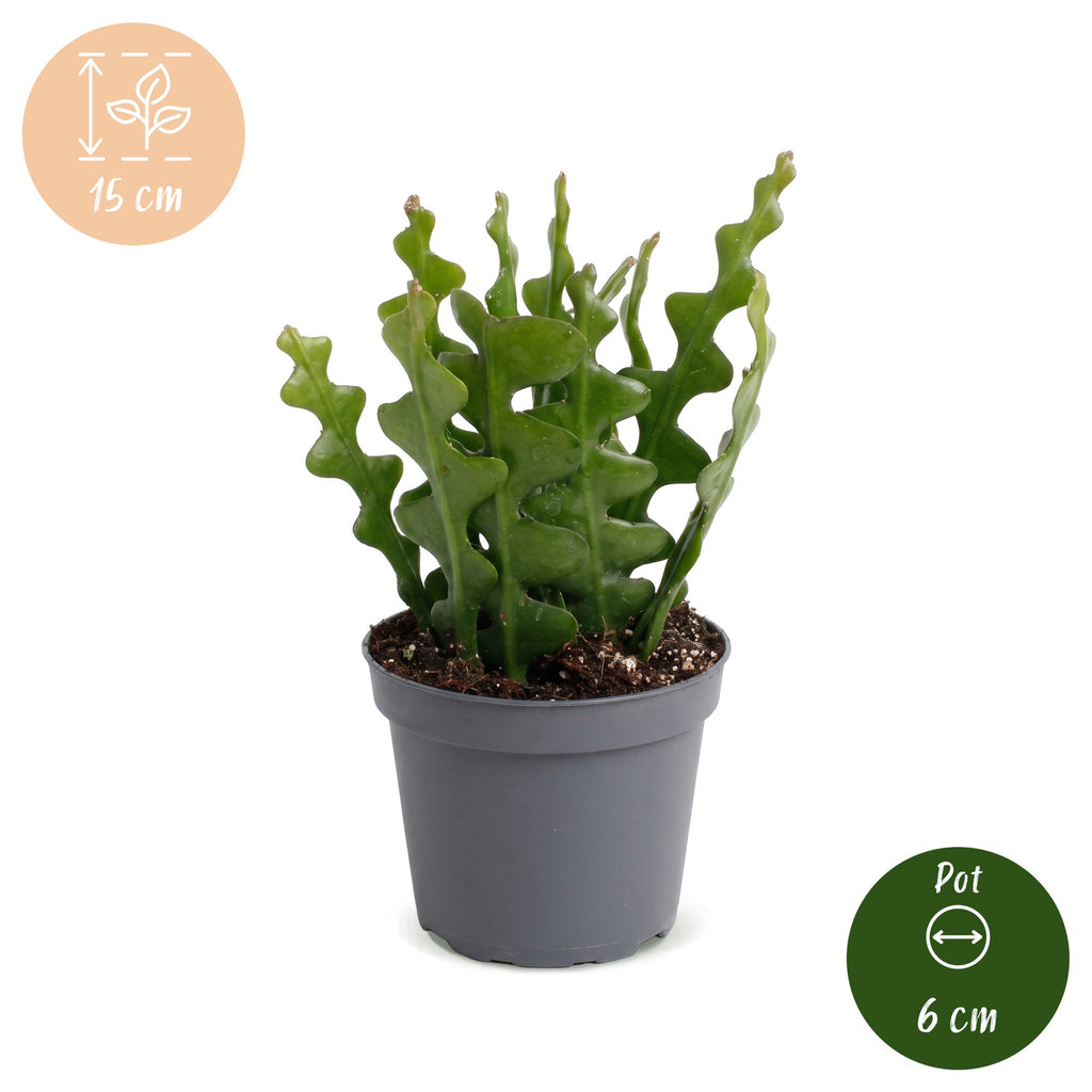 Epiphyllum Anguliger (Cactaceae) – Ø 6 cm, 15 cm hoch