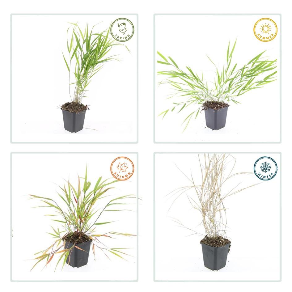 Hakonechloa macra (Japans siergras) – 60 planten, Ø9 cm, 10–25 cm hoog – foto 3