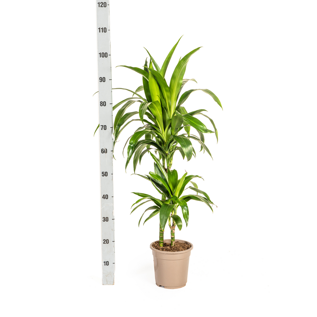 Dracaena Deremensis Lisa (arbre dragonnier) – Ø19 cm, 70–90 cm de haut