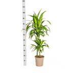 Dracaena Deremensis Lisa (arbre dragonnier) – Ø19 cm, 70–90 cm de haut