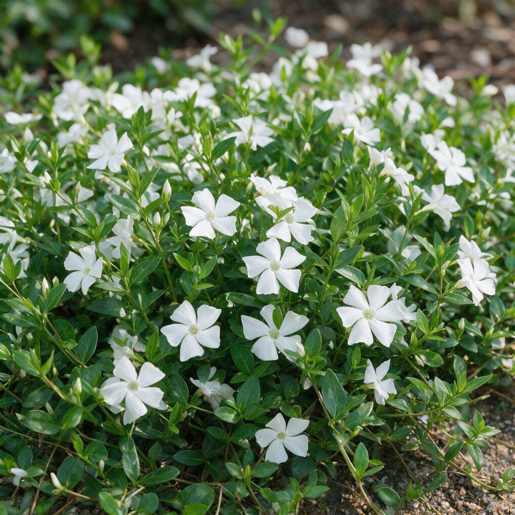 Vinca minor alba (Gewöhnlicher Efeu-duft) – weiß – 12 Pflanzen, Ø 11 cm, 15–25 cm hoch – Bild 5