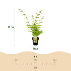 Acer palmatum 'Summergold' (Japanse esdoorn) – geel – 2 planten, Ø19 cm, 70 cm hoog