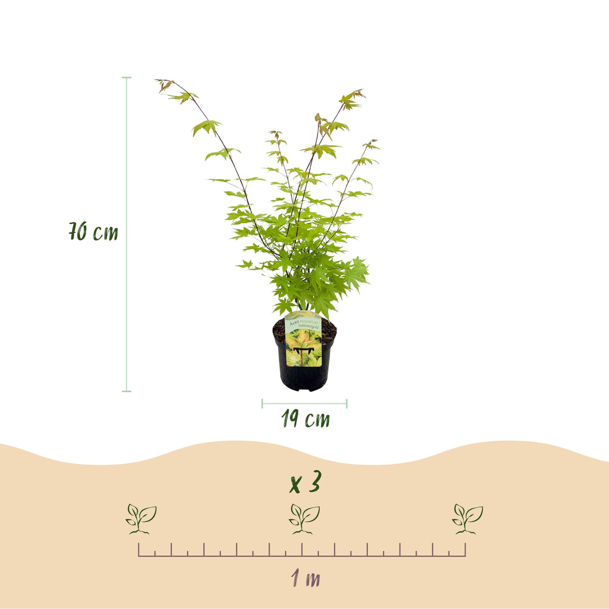 Acer palmatum 'Summergold' (Japanse esdoorn) – geel – 2 planten, Ø19 cm, 70 cm hoog – foto 3