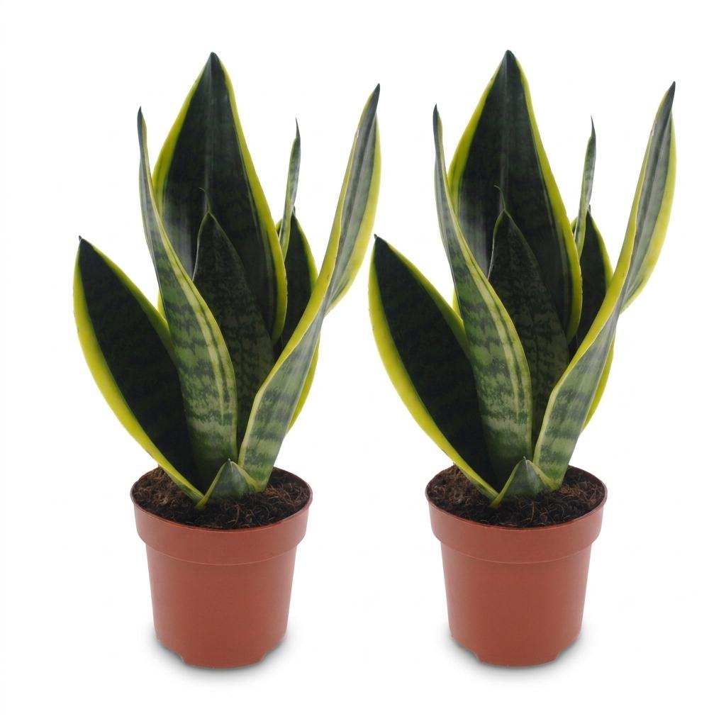 2× Sansevieria Future Superb (svigermors tunge) – Ø12 cm, 35 cm høj
