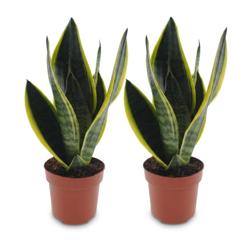 2× Sansevieria Future Superb (Bogenhanf) – Ø12 cm, 35 cm hoch