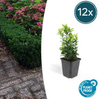 Euonymus japonica 'Green Spire' (Japanese spirea) – 12 plants, Ø9 cm, 10–25 cm high
