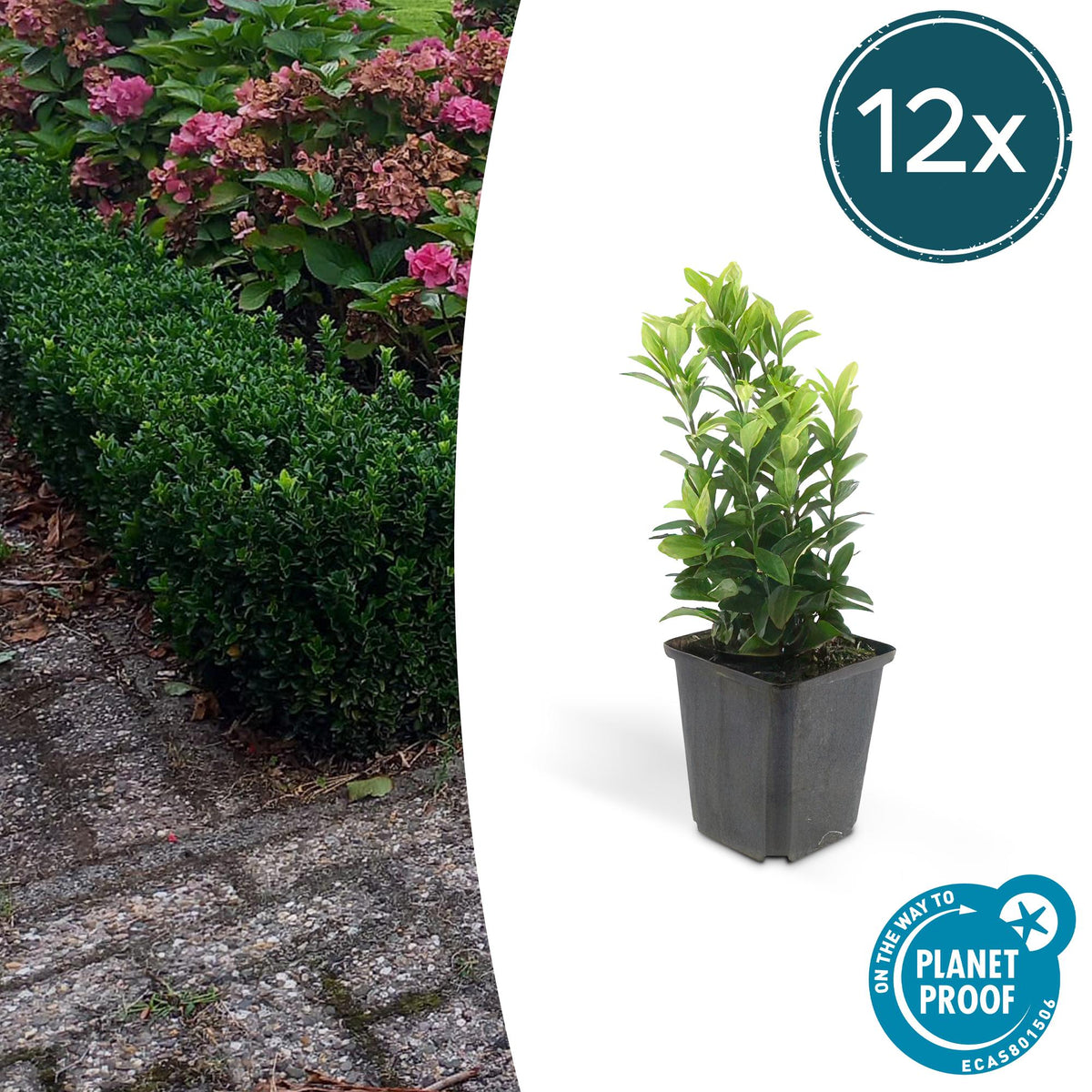 Euonymus japonica 'Green Spire' (Japanese spirea) – 12 plants, Ø9 cm, 10–25 cm high