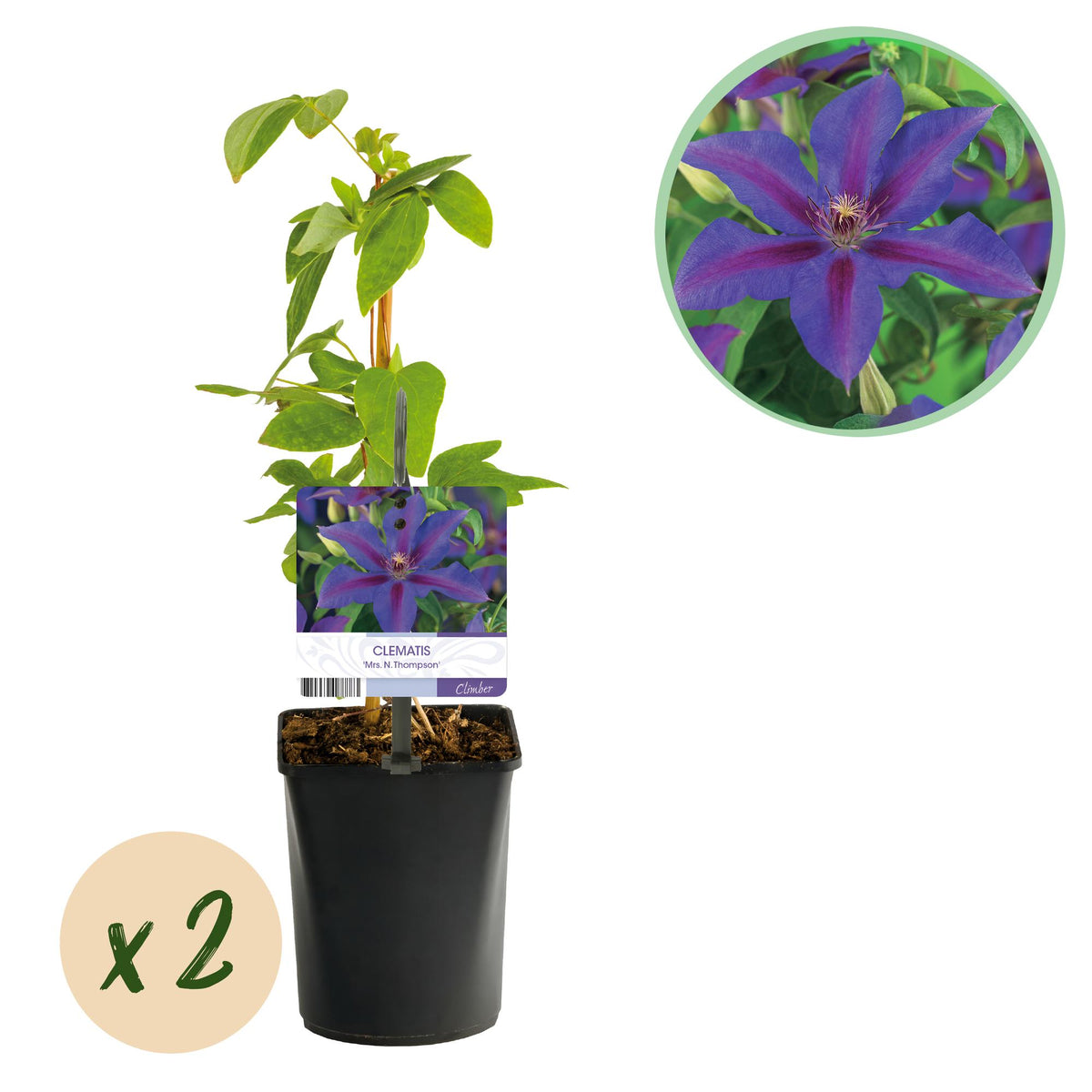 Clematis 'Mrs. N. Thompson' (bosrank) – roze – 2 planten, Ø11 cm, 40 cm hoog