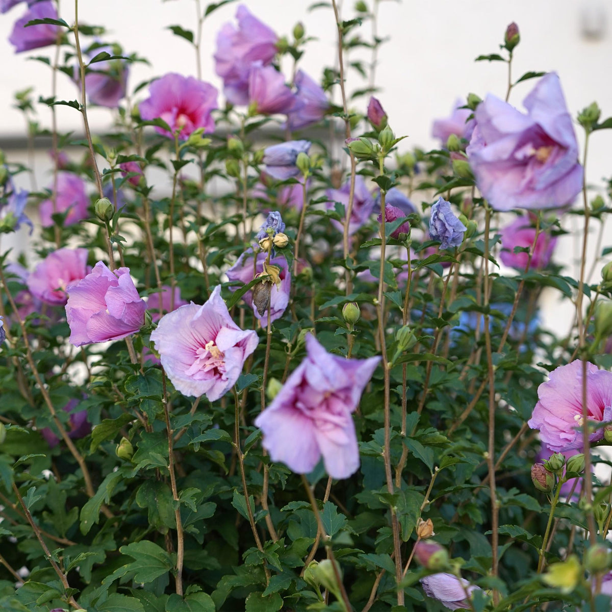 Hibiscus syriacus 'Lavendor Chiffon' (tuinhibiscus) op stam – Ø19 cm, 90 cm hoog